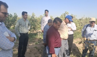 با حضور باغداران و تدریس اعضای هیئت علمی پژوهشکده پسته رفسنجان انجام شد