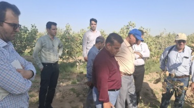با حضور باغداران و تدریس اعضای هیئت علمی پژوهشکده پسته رفسنجان انجام شد