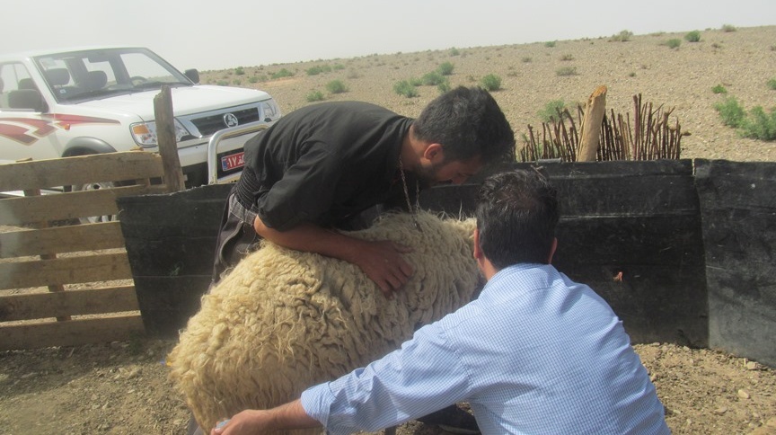 علوم دامی